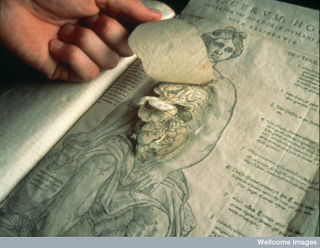 Illustration for article titled A Brief History of the Body Told Through 10 Eye-Popping Drawings